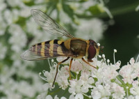 Syrphus-vitripennis-query